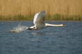 016 Höckerschwan im Flug (Cygnus olor)